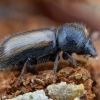 European hardwood ambrosia beetle - Trypodendron domesticum | Fotografijos autorius : Žilvinas Pūtys | © Macronature.eu | Macro photography web site