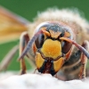 European hornet - Vespa crabro | Fotografijos autorius : Agnė Našlėnienė | © Macronature.eu | Macro photography web site