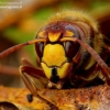 European hornet - Vespa crabro | Fotografijos autorius : Romas Ferenca | © Macronature.eu | Macro photography web site
