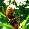 European hornet - Vespa crabro | Fotografijos autorius : Vitalii Alekseev | © Macronature.eu | Macro photography web site
