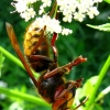 Širšuolas - Vespa crabro | Fotografijos autorius : Vitalii Alekseev | © Macronature.eu | Macro photography web site