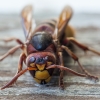 European hornet - Vespa crabro | Fotografijos autorius : Žilvinas Pūtys | © Macronature.eu | Macro photography web site