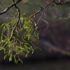 European mistletoe - Viscum album | Fotografijos autorius : Kęstutis Obelevičius | © Macronature.eu | Macro photography web site