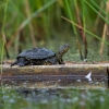 European pond turtle - Emys orbicularis | Fotografijos autorius : Dalia Račkauskaitė | © Macronature.eu | Macro photography web site