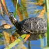 European pond turtle - Emys orbicularis | Fotografijos autorius : Gintautas Steiblys | © Macronature.eu | Macro photography web site