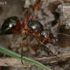 European red wood ant - Formica polyctena  | Fotografijos autorius : Gintautas Steiblys | © Macronature.eu | Macro photography web site