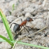 Mažoji miško skruzdėlė - Formica polyctena | Fotografijos autorius : Vytautas Gluoksnis | © Macronature.eu | Macro photography web site