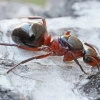 European red wood ant - Formica polyctena | Fotografijos autorius : Gintautas Steiblys | © Macronature.eu | Macro photography web site