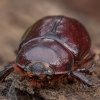 European rhinoceros beetle - Oryctes nasicornis ♀ | Fotografijos autorius : Žilvinas Pūtys | © Macronature.eu | Macro photography web site