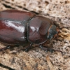 European rhinoceros beetle - Oryctes nasicornis ♀ | Fotografijos autorius : Gintautas Steiblys | © Macronature.eu | Macro photography web site