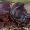 European rhinoceros beetle - Oryctes nasicornis ♂ | Fotografijos autorius : Žilvinas Pūtys | © Macronature.eu | Macro photography web site