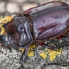 European rhinoceros beetle - Oryctes nasicornis ♂ | Fotografijos autorius : Kazimieras Martinaitis | © Macronature.eu | Macro photography web site