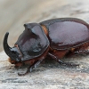 European rhinoceros beetle - Oryctes nasicornis ♂ | Fotografijos autorius : Gintautas Steiblys | © Macronature.eu | Macro photography web site