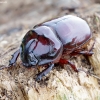 European rhinoceros beetle - Oryctes nasicornis ♂ | Fotografijos autorius : Romas Ferenca | © Macronature.eu | Macro photography web site
