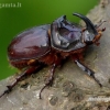 European rhinoceros beetle - Oryctes nasicornis ♂ | Fotografijos autorius : Romas Ferenca | © Macronature.eu | Macro photography web site