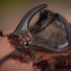 European rhinoceros beetle - Oryctes nasicornis | Fotografijos autorius : Eugenijus Kavaliauskas | © Macronature.eu | Macro photography web site