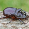 European rhinoceros beetle - Oryctes nasicornis | Fotografijos autorius : Povilas Sakalauskas | © Macronature.eu | Macro photography web site