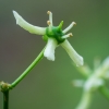 European spindle | Euonymus europaeus | Fotografijos autorius : Darius Baužys | © Macronature.eu | Macro photography web site