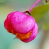 European spindle - Euonymus europaeus | Fotografijos autorius : Romas Ferenca | © Macronature.eu | Macro photography web site