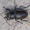 European stag beetle - Lucanus cervus ♀ | Fotografijos autorius : Eglė Vičiuvienė | © Macronature.eu | Macro photography web site