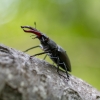 European stag beetle - Lucanus cervus ♂ | Fotografijos autorius : Eglė Vičiuvienė | © Macronature.eu | Macro photography web site