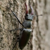 European stag beetle - Lucanus cervus ♂ | Fotografijos autorius : Eglė Vičiuvienė | © Macronature.eu | Macro photography web site