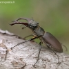 European stag beetle - Lucanus cervus | Fotografijos autorius : Gintautas Steiblys | © Macronature.eu | Macro photography web site