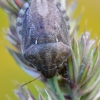 European tortoise bug - Eurygaster maura | Fotografijos autorius : Arūnas Eismantas | © Macronature.eu | Macro photography web site