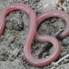 European worm snake - Xerotyphlops vermicularis | Fotografijos autorius : Gintautas Steiblys | © Macronature.eu | Macro photography web site