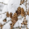 Europinio maumedžio kankorėžiai | Larix decidua | Fotografijos autorius : Darius Baužys | © Macrogamta.lt | Šis tinklapis priklauso bendruomenei kuri domisi makro fotografija ir fotografuoja gyvąjį makro pasaulį.