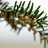 Europinis kukmedis - Taxus baccata | Fotografijos autorius : Eglė Vičiuvienė | © Macrogamta.lt | Šis tinklapis priklauso bendruomenei kuri domisi makro fotografija ir fotografuoja gyvąjį makro pasaulį.