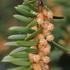 Europinis kukmedis - Taxus baccata | Fotografijos autorius : Gintautas Steiblys | © Macrogamta.lt | Šis tinklapis priklauso bendruomenei kuri domisi makro fotografija ir fotografuoja gyvąjį makro pasaulį.