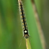 Euthrix potatoria - Drinker, young caterpillar | Fotografijos autorius : Vidas Brazauskas | © Macronature.eu | Macro photography web site