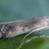 Euzofera - Euzophera osseatella | Fotografijos autorius : Žilvinas Pūtys | © Macrogamta.lt | Šis tinklapis priklauso bendruomenei kuri domisi makro fotografija ir fotografuoja gyvąjį makro pasaulį.