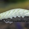 Eyed Hawk-moth - Smerinthus ocellatus, caterpillar | Fotografijos autorius : Kazimieras Martinaitis | © Macronature.eu | Macro photography web site
