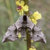 Eyed Hawk-moth - Smerinthus ocellata ♂ | Fotografijos autorius : Žilvinas Pūtys | © Macronature.eu | Macro photography web site