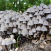 Išsėtinis mėšlagrybukas - Coprinellus disseminatus | Fotografijos autorius : Vitalijus Bačianskas | © Macronature.eu | Macro photography web site