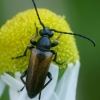 Mažūninis grybsekis - Pseudovadonia (=Leptura) livida  | Fotografijos autorius : Gintautas Steiblys | © Macronature.eu | Macro photography web site