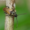 Fairy-ring Longhorn Beetle - Pseudovadonia (Leptura) livida | Fotografijos autorius : Romas Ferenca | © Macronature.eu | Macro photography web site