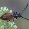 Mažūninis grybsekis - Pseudovadonia livida ♀ | Fotografijos autorius : Žilvinas Pūtys | © Macronature.eu | Macro photography web site