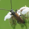 Fairy-ring Longhorn Beetle - Pseudovadonia livida | Fotografijos autorius : Vidas Brazauskas | © Macronature.eu | Macro photography web site