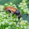 Mažūninis grybsekis - Pseudovadonia livida | Fotografijos autorius : Romas Ferenca | © Macronature.eu | Macro photography web site