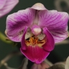 Falenopsis - Phalaenopsis sp. | Fotografijos autorius : Gintautas Steiblys | © Macrogamta.lt | Šis tinklapis priklauso bendruomenei kuri domisi makro fotografija ir fotografuoja gyvąjį makro pasaulį.