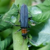 False Blister Beetle - Oedemera croceicollis | Fotografijos autorius : Romas Ferenca | © Macronature.eu | Macro photography web site