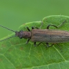 Laibavabalis - Oedemera virescens ♀ | Fotografijos autorius : Žilvinas Pūtys | © Macronature.eu | Macro photography web site