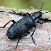 False Darkling Beetle - Melandrya dubia | Fotografijos autorius : Kazimieras Martinaitis | © Macrogamta.lt | Šis tinklapis priklauso bendruomenei kuri domisi makro fotografija ir fotografuoja gyvąjį makro pasaulį.