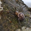 False black widow - Steatoda grossa | Fotografijos autorius : Kazimieras Martinaitis | © Macrogamta.lt | Šis tinklapis priklauso bendruomenei kuri domisi makro fotografija ir fotografuoja gyvąjį makro pasaulį.