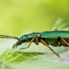 False blister beetle - Chrysanthia geniculata   | Fotografijos autorius : Oskaras Venckus | © Macronature.eu | Macro photography web site