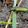 False blister beetle - Chrysanthia geniculata  | Fotografijos autorius : Kazimieras Martinaitis | © Macronature.eu | Macro photography web site