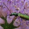 False blister beetle - Chrysanthia geniculata  | Fotografijos autorius : Gintautas Steiblys | © Macronature.eu | Macro photography web site